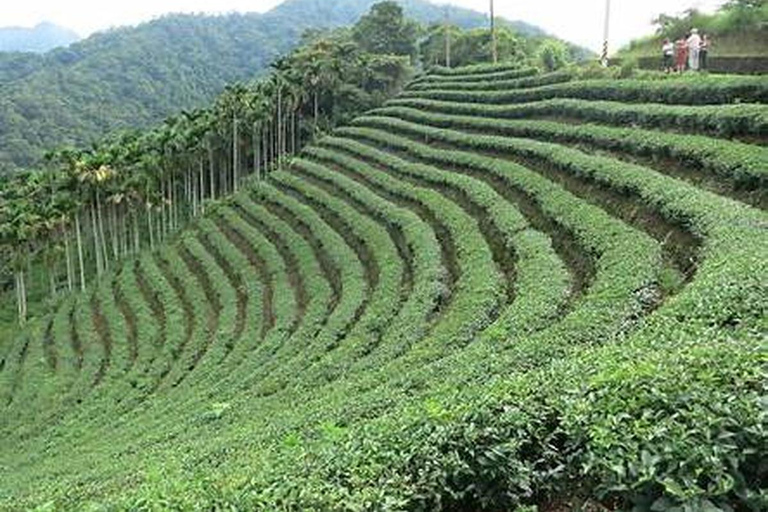 From Taipei: Thousand Island Lake & Pinglin Tea Tour