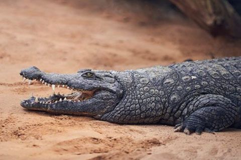 Agadir Crocodile Park Discovery & Entry Ticket
