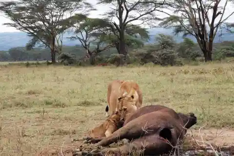 3 dias no Parque Nacional Amboseli com visita à aldeia Masai