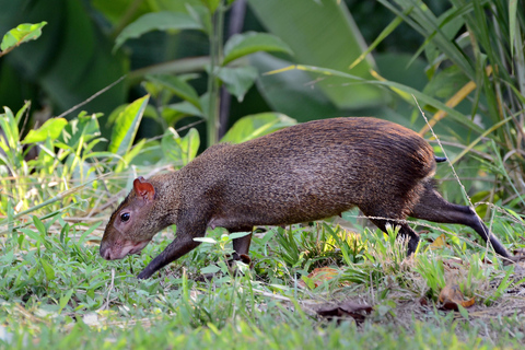 Carara National Park: Guided Walk Carara Costa Rica Nature