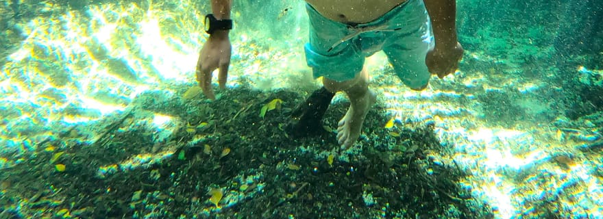 Sisal Yucatán : Plongée avec tuba dans une source jungle et exploration des mangroves