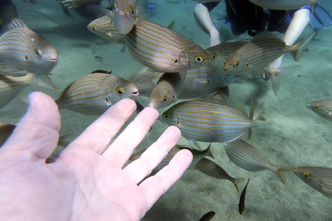 Heraklion: Lección de buceo para principiantes con instructor PADIInmersión para principiantes en la bahía de Agia pelagia - Sin traslado