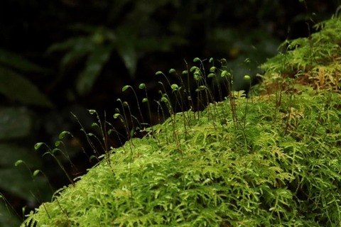 Doi Inthanon i Kew Mae Pan: Natura, kultura i przygoda