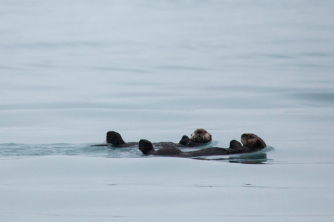 Valdez: Columbia Glacier Sea Kayak Day Tour