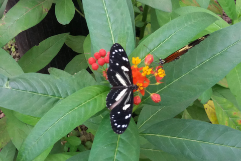 Quito: Waterfall, Hummingbirds, Butterfly Tour, Equator line