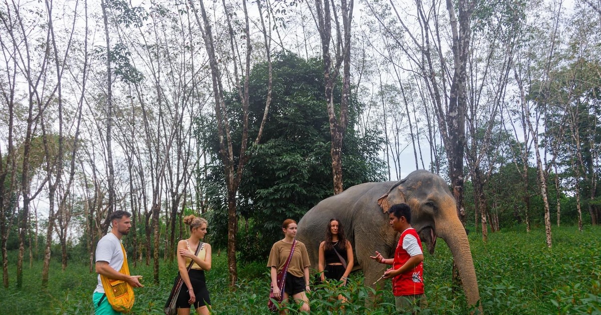 Phuket: Elephant Sanctuary Tour, Cooking Class & Lunch | GetYourGuide