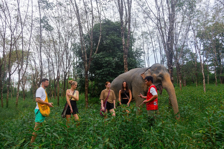 Phuket: tour interactivo por el santuario ético de elefantesTicket y traslado privado en hoteles selectos de Phuket