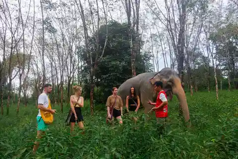Phuket: Elephant Sanctuary Tour, Cooking Class & Lunch