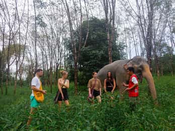 Phuket: Elephant Sanctuary Tour, Cooking Class & Lunch