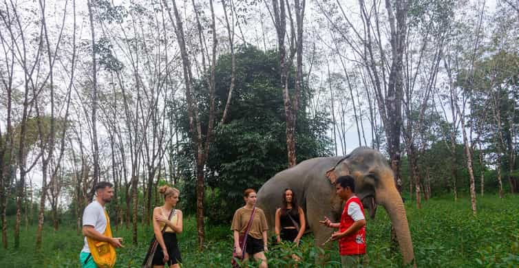 Phuket: Elephant Sanctuary Tour, Cooking Class & Lunch