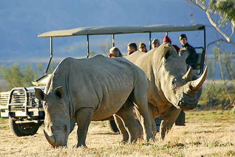 Cape Town: 2-Day Big Five Safari at Inverdoorn Lodge