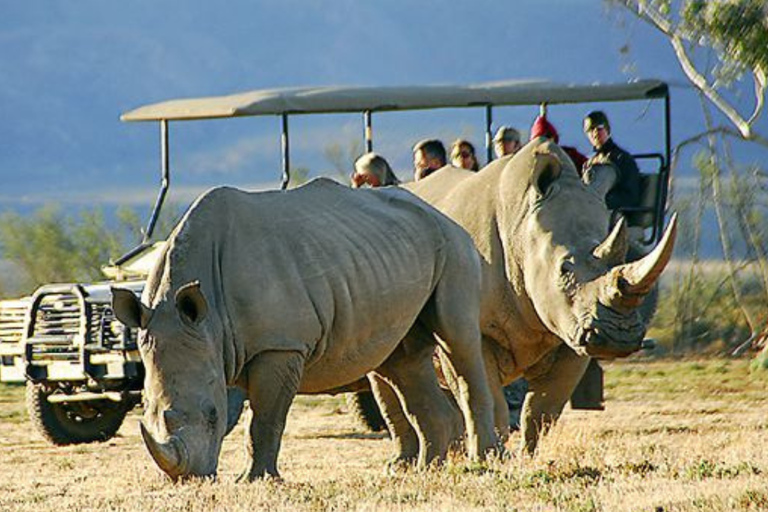 Cape Town: 2-Day Big Five Safari at Inverdoorn Lodge