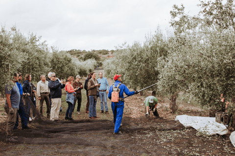 Toledo: Olive Oil Mill Tour & Tasting 4 EVOO Casas de Hualdo