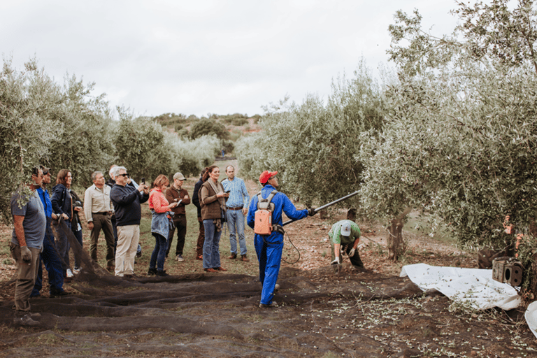 Toledo: Olive Oil Mill Tour & Tasting 4 EVOO Casas de Hualdo