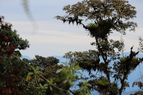 Gallito de la Peña and Bellavista Birdwatching 2 Day Tour