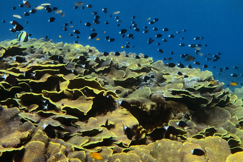 Lombok: Gili Meno Turtle Snorkeling Trip with Photos