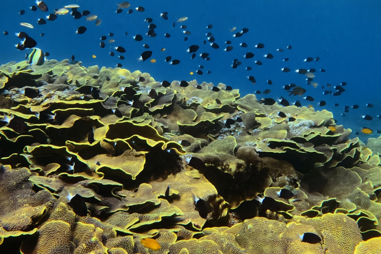 Lombok: Gili Meno Turtle Snorkeling Trip with Photos