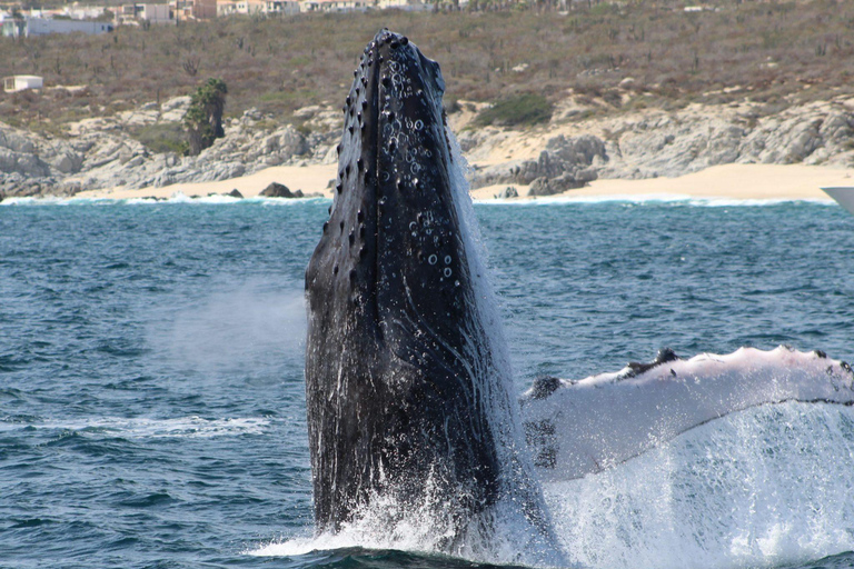 Cabo San Lucas: Private Whale Watching Yacht Excursion