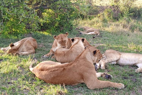 De Nairobi Safari: 4 dias em Maasai Mara e Lago Nakuru