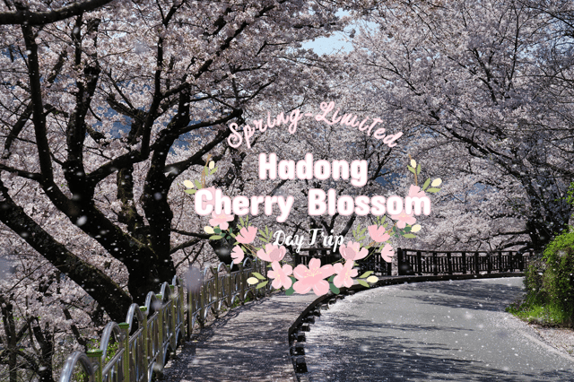 Busan: Hadong Cherry Blossom One Day Tour (Spring Limited)