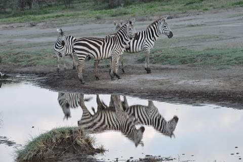 Tanzania: 9-Day Wildebeest Migration Odyssey Midrange Tour