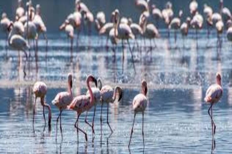 Kenya: 10-Day Bird Watching Safari with Accommodation