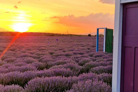 Gabala Lavender Fields Tour