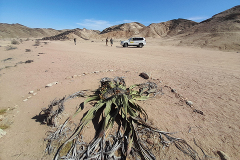 Swakopmund: Namib Desert Sunrise, Seals & Sandwich Harbour