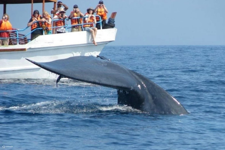 Mirissa: tour di avvistamento delle balene da Colombo o Negombo