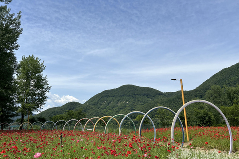 Tagestour Gapyeong: Flusskreuzfahrt zum Jarasum Blumenfest