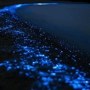 Auckland: Bioluminescence Kayak Tour with Guide