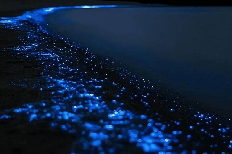 Auckland: Bioluminescence Kayak Tour with Guide