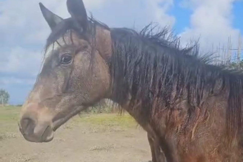 Sorrento: Horseback ride on Mount Faito with lunch Sorrento: Horseback riding excursion to Mount Faito with lunch