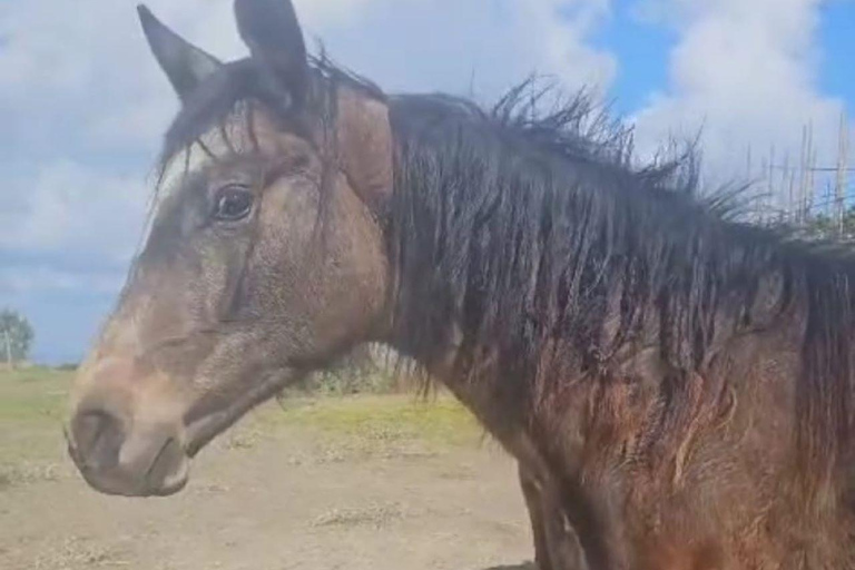 Sorrento: Horseback ride on Mount Faito with lunch Sorrento: Horseback riding excursion to Mount Faito with lunch