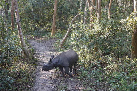 Safari w dżungli Chitwan: 3-dniowa wyprawa do dżungli