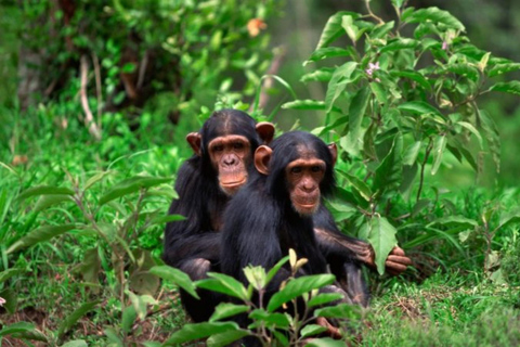 Rwanda 3 Day Gorilla & Chimpanzee Trekking tour
