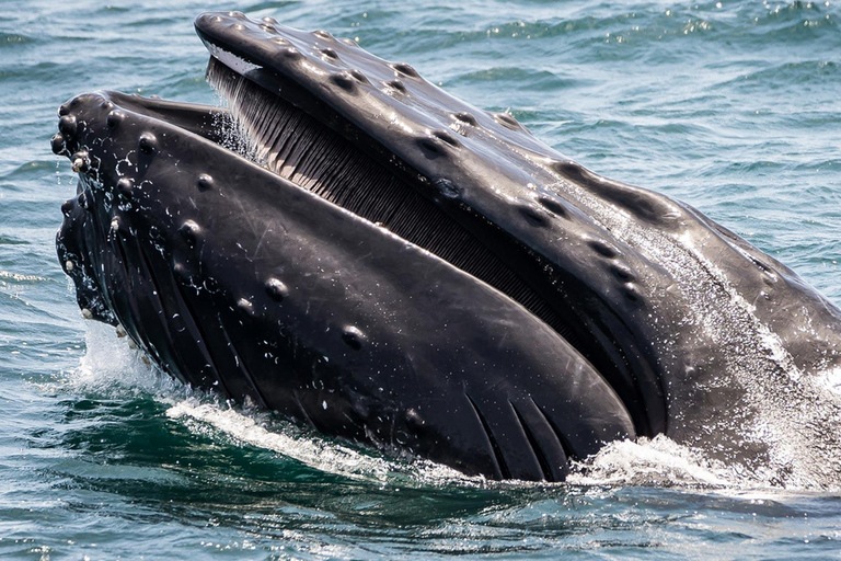 San Pedro: West Harbor LA Dolphin & Whale Watching Cruise