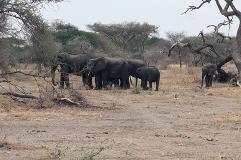 FOUR DAYS BUDGET CAMPING SAFARI