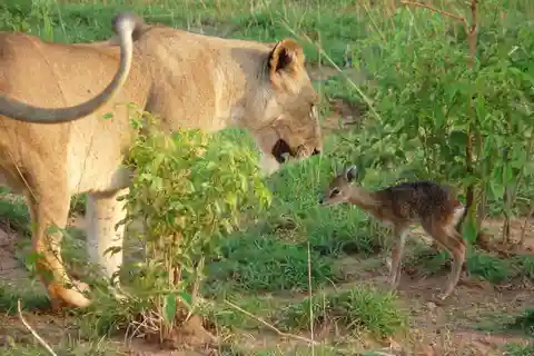 Zanzibar: 3 dias de aventura Mikumi Safari com refeições