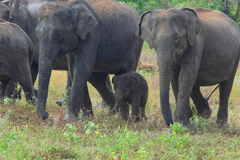 Sigiriya: Ethical Hurulu Elephant Safari With Guide Ethical Elephant Safari Without Entrance Ticket