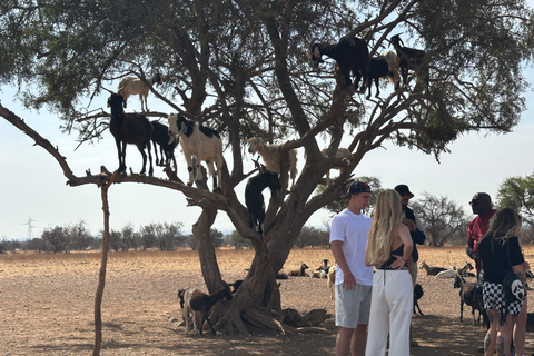 Agadir: Goats on Trees & Crocoparc Tour Goats on Trees & Crocoparc – Entry Ticket Included