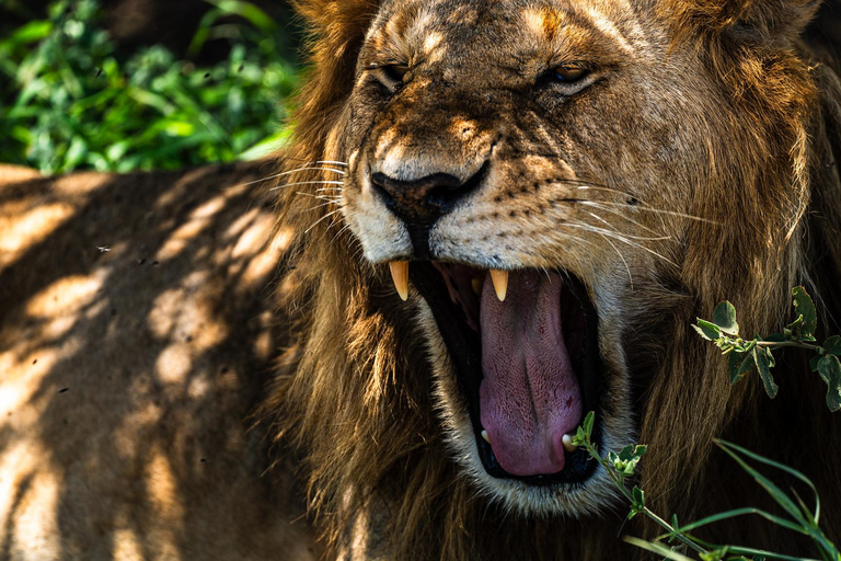 From Zanzibar: 2-Day Serengeti Park Safari Tour with Flights