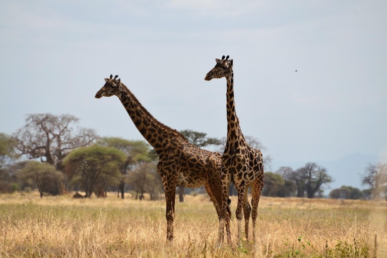 Safari asequible de 2 días en Tanzania