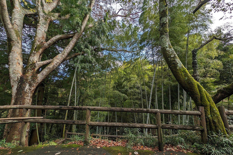 Prywatna wycieczka po Tokio samochodem z odbiorem z lotniska