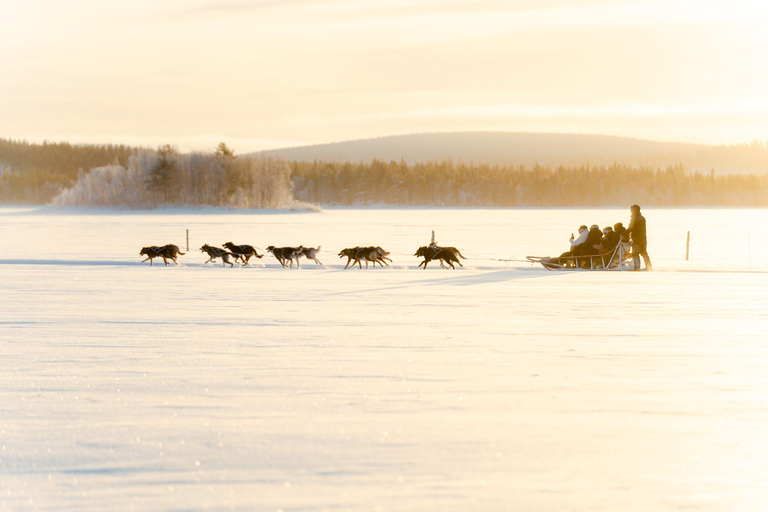 Rovaniemi: Insider 5km Husky Sledding Tour