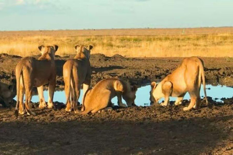 2 days 1 night saltlick safari from Diani/Mombasa.