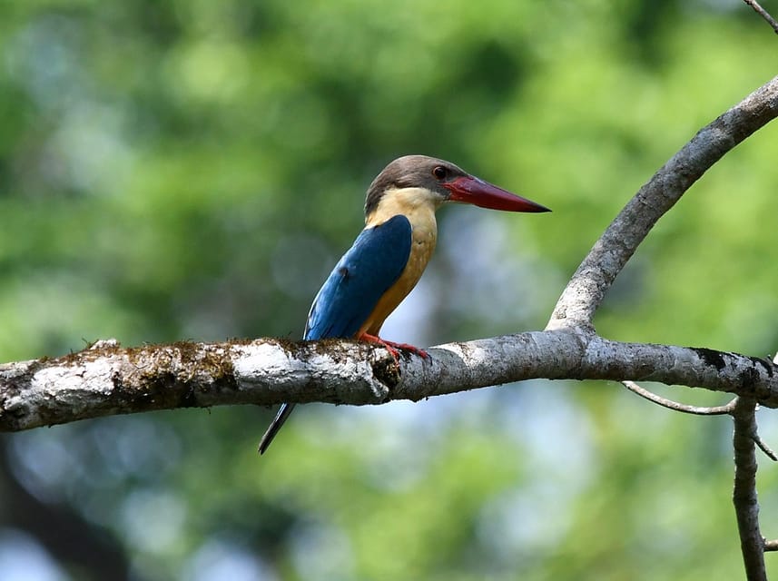 Da Kathmandu O Pokhara Safari Nella Giungla Di Chitwan Di Notti