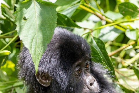 Uganda: 13-Day Safari with Murchison Falls and Gorilla Trek