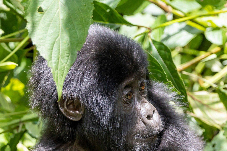 Uganda: 13-Day Safari with Murchison Falls and Gorilla Trek