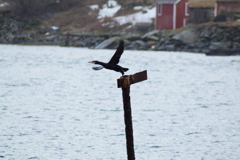 Abisko: Private Fjord Sightseeing and Photography tour